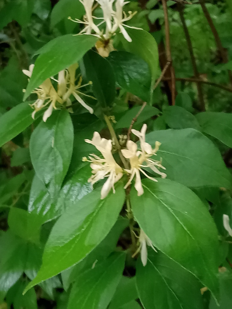 Amur honeysuckle from Fairfax, VA, USA on April 30, 2023 at 0358 PM by
