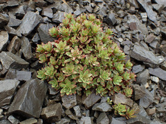 Epilobium pycnostachyum