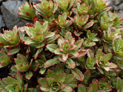 Epilobium pycnostachyum