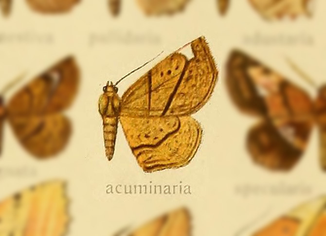 Garaeus acuminaria