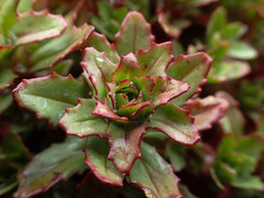 Epilobium pycnostachyum