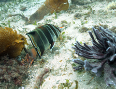 Chelmonops truncatus