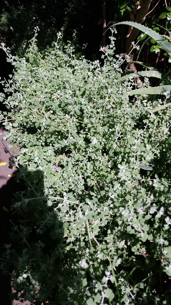 Licorice plant from Onrus River, Onrus, 7201, South Africa on April 28