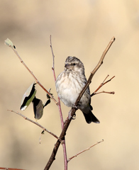 Crithagra atrogularis