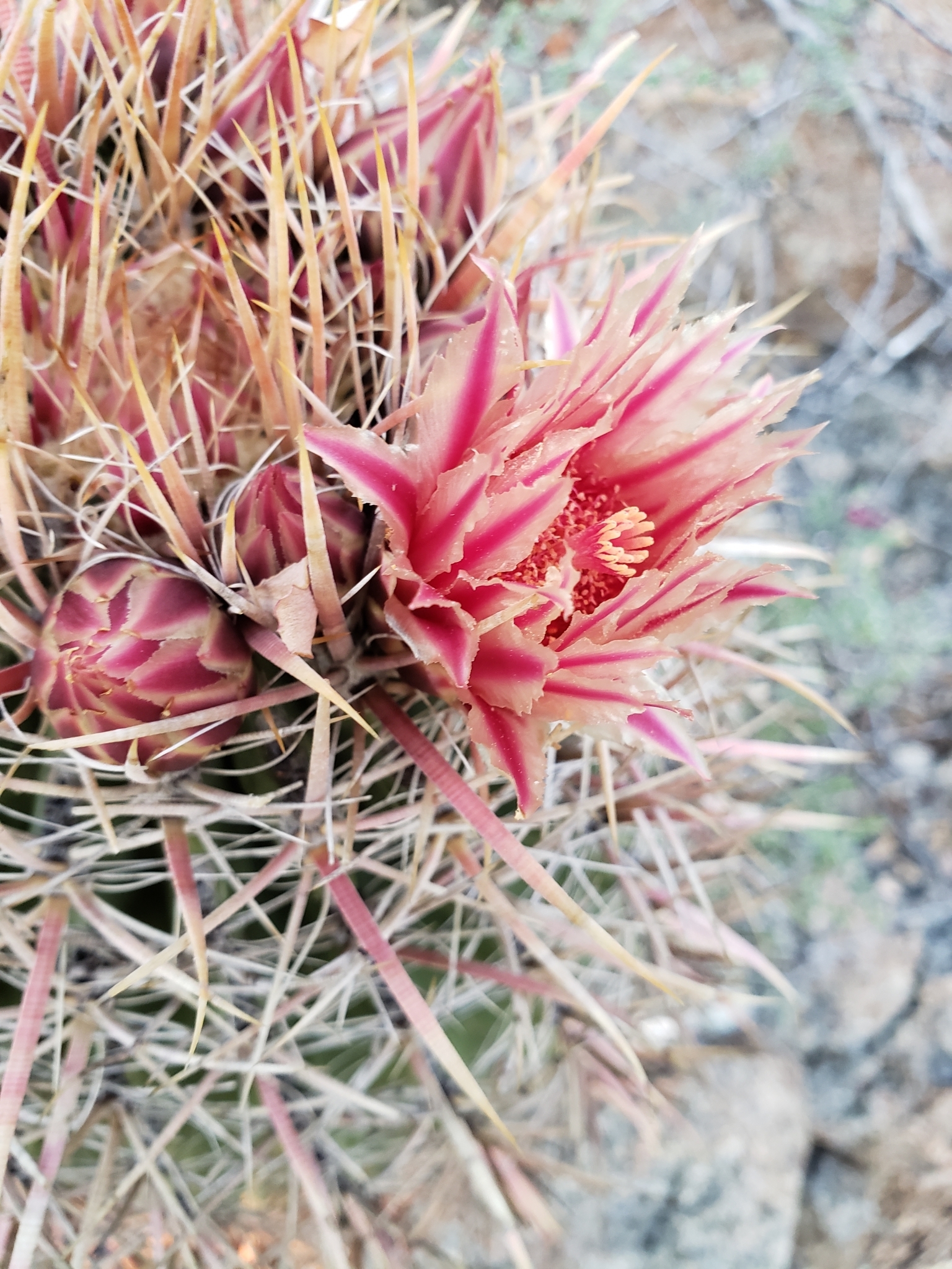 Ferocactus chrysacanthus