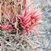 Ferocactus chrysacanthus grandiflorus - Photo 由 Joey Santore 所上傳的 (c) Joey Santore，保留部份權利CC BY-NC