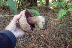 Rubroboletus pulcherrimus