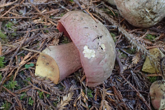 Rubroboletus pulcherrimus