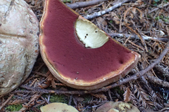 Rubroboletus pulcherrimus