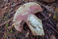 Rubroboletus pulcherrimus
