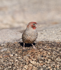 Amadina erythrocephala
