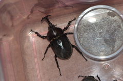 Trypoxylus dichotomus