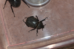 Trypoxylus dichotomus