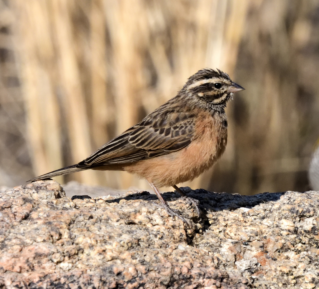 Cinnamon-Breasted Bunting