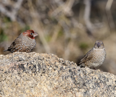 Amadina erythrocephala