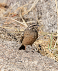 Emberiza tahapisi