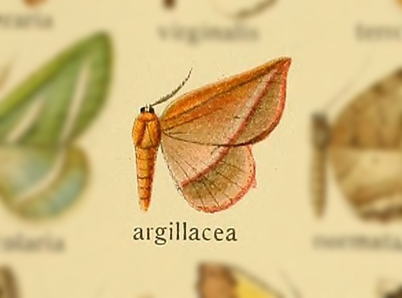 Garaeus argillacea