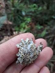 Podostictina pickeringii