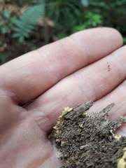 Podostictina pickeringii