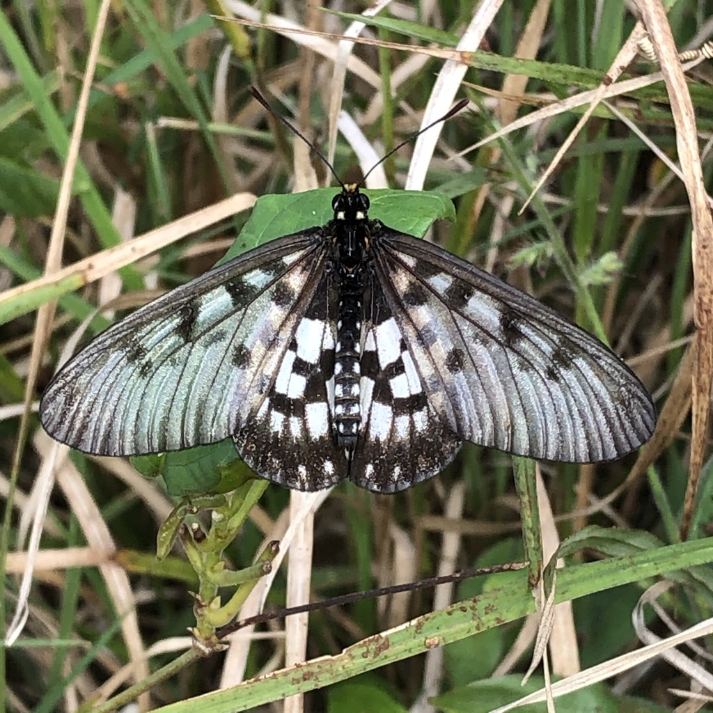 Glasswing
