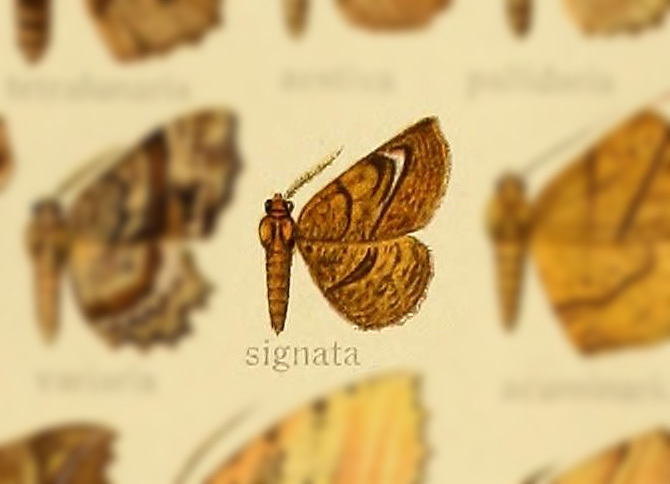 Garaeus signata