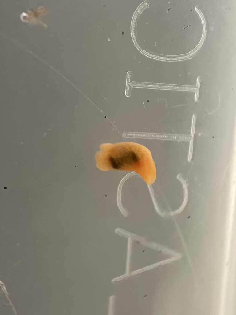 Philine caledonica