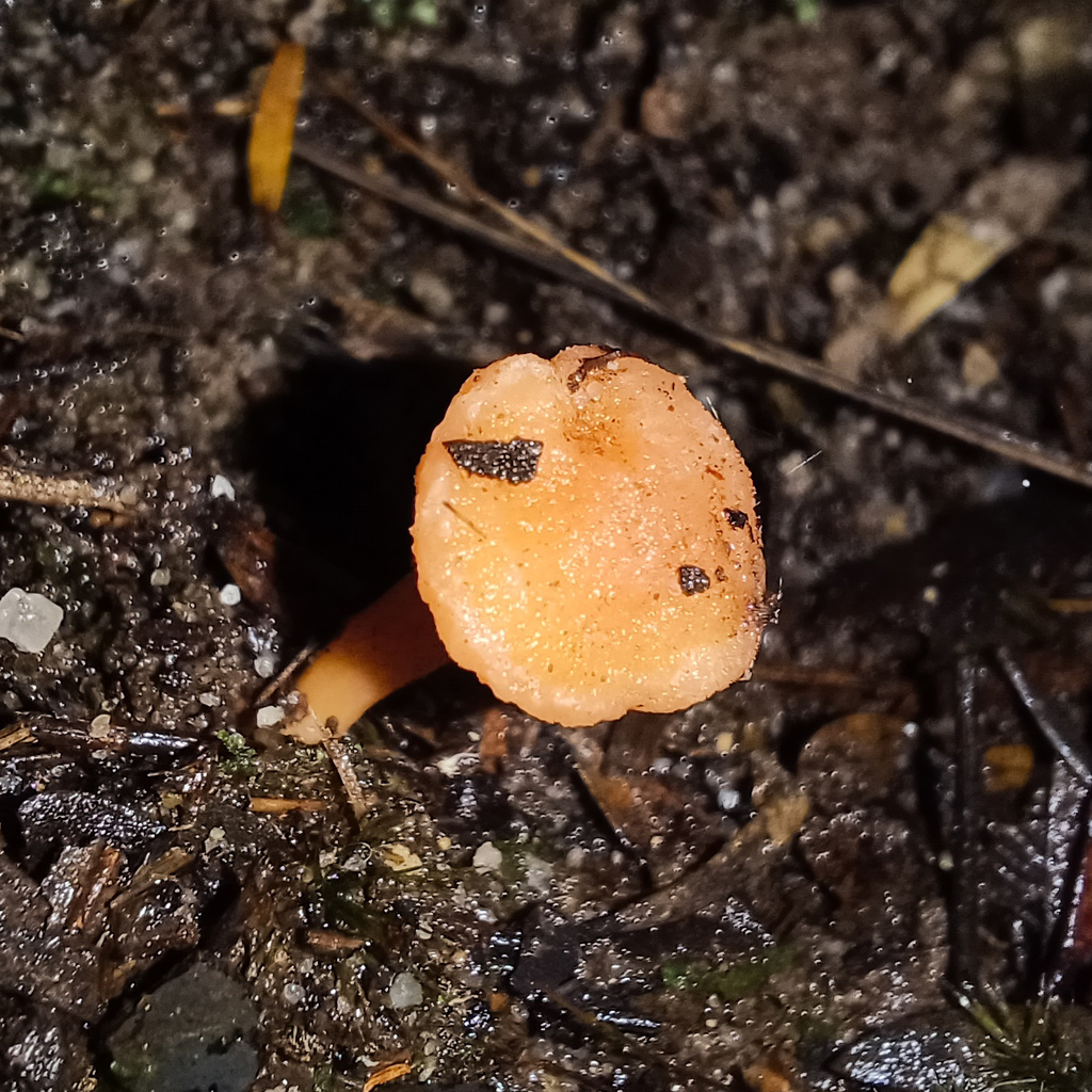 Australian chanterelle from Blue Mountains Nat'l Park NSW 2787