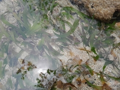 Thalassia testudinum image