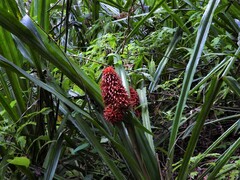 Aechmea magdalenae image