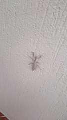 Sphodropoda quinquedens
