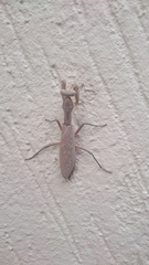 Sphodropoda quinquedens