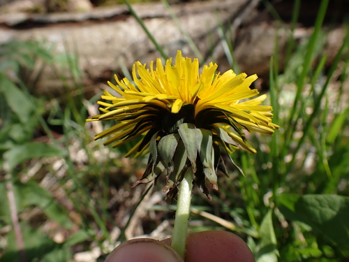 pectinate-leaved dandelion (Taraxacum pectinatiforme)