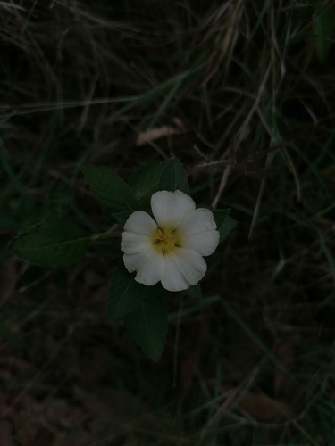 Turnera velutina