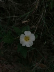 Turnera velutina
