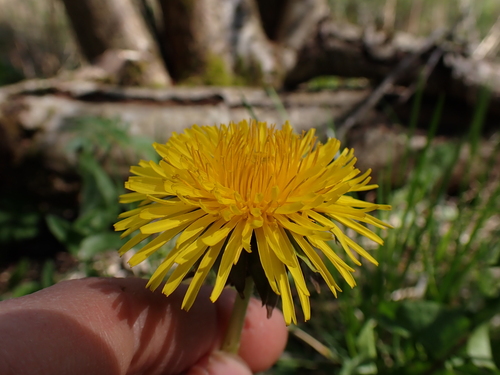 Image of Taraxacum pectinatiforme by (c) Skjold Søndergaard, some rights reserved (CC BY)