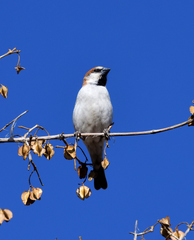 Passer motitensis