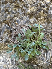Globularia spinosa