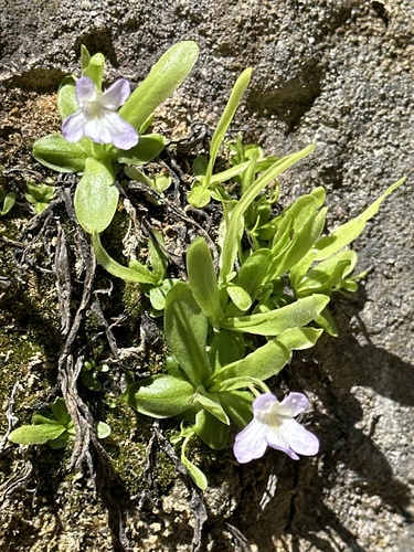 Pinguicula vallisneriifolia