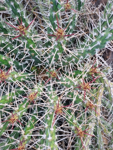Euphorbia kalisana