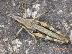 Sigaus piliferus