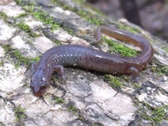 Eurycea multiplicata