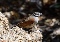 Emberiza capensis bradfieldi