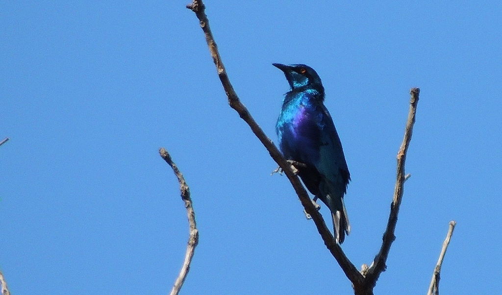 Lesser Blue-eared Starling (Lamprotornis chloropterus), photo 10