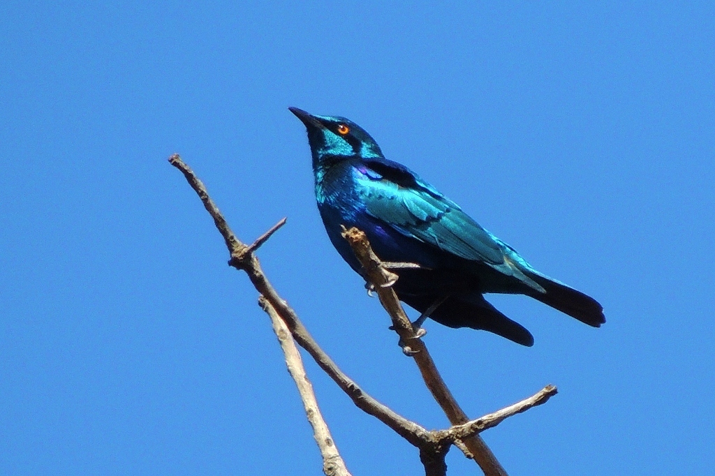 Lesser Blue-eared Starling (Lamprotornis chloropterus), photo 9