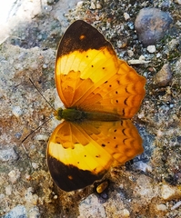 Cupha erymanthis maja