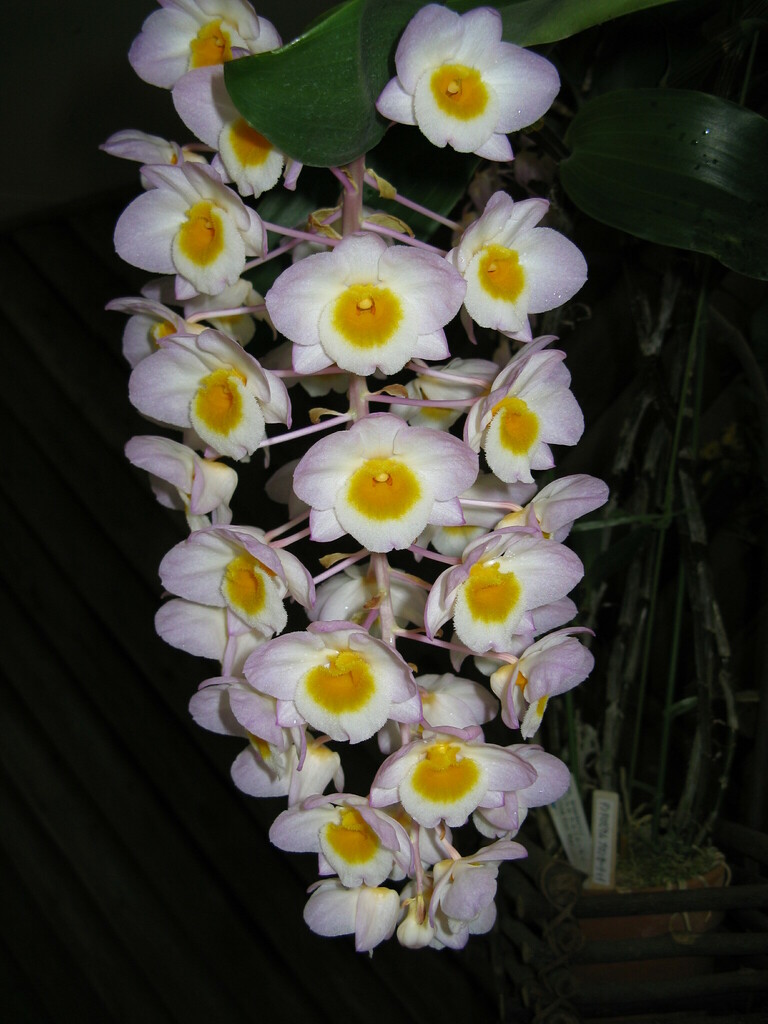 Dendrobium amabile (Dendrobium amabile)