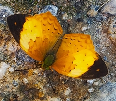 Cupha erymanthis maja