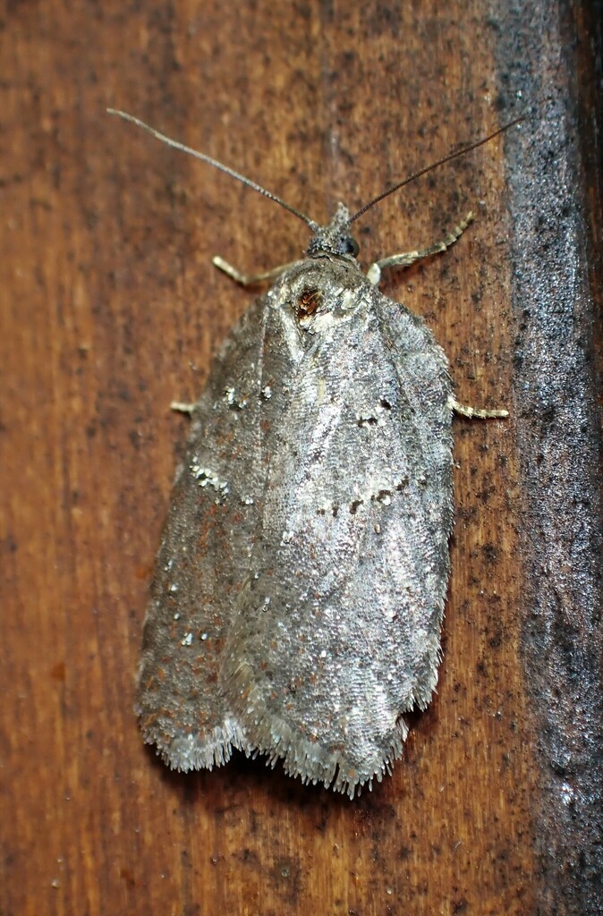 Acleris caliginosana