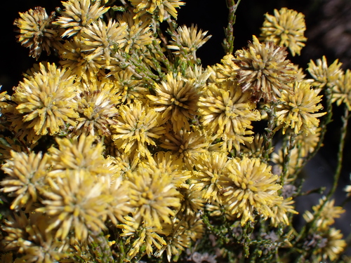 Image of Seriphium spirale by no rights reserved