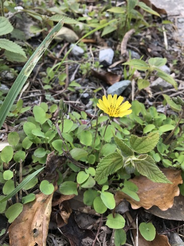 Image of Ixeris stolonifera by no rights reserved